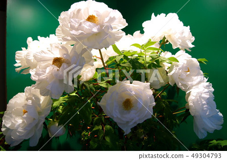 Flowering adjusted button (February-March): At the sleeping area Flowering adjusted button (February-March): At the sleeping area 49304793