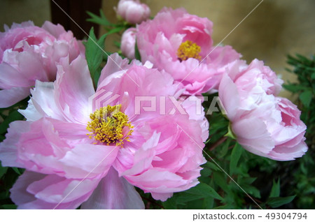 Flowering adjusted button (February-March): At the sleeping area Flowering adjusted button (February-March): At the sleeping area 49304794