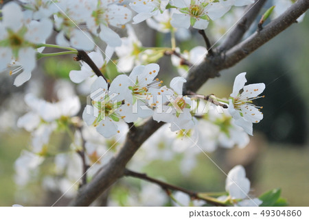  White flower 49304860