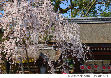Hirano Shrine (Kyoto) 49304861