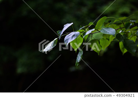 The fresh green is shining・The valley, the green, the sky, and the trees The fresh green is shining・The valley, the green, the sky, and the trees 49304921