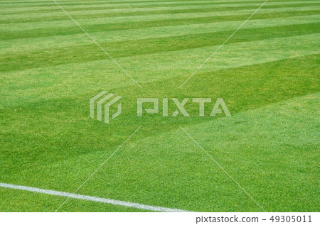Stadium green grass 49305011
