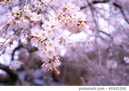 Spring image Spring image 49305200