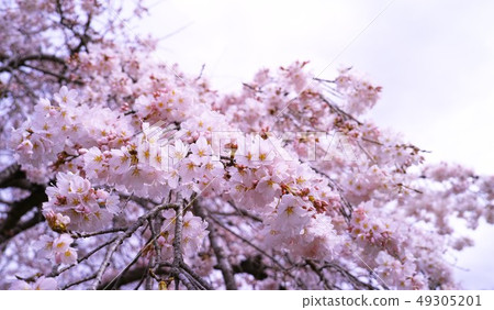 Spring image Spring image 49305201