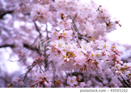 Spring image Spring image 49305202
