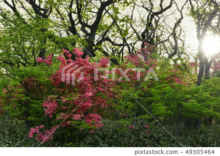 在開花的Nasu高地八幡的杜鵑花群的早晨太陽 49305464