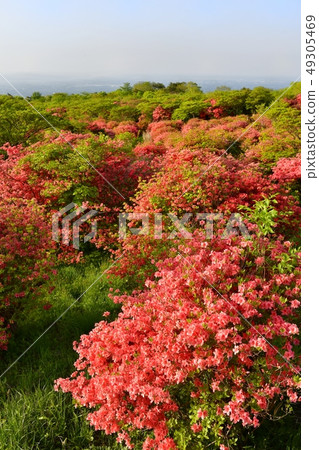 Nasu town city area in the azalea group fabric of Nasu highland Hachiman blooming yamatsutsuji 49305469