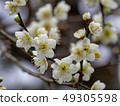 梅花 49305598