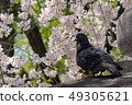 櫻花和鴿子 49305621