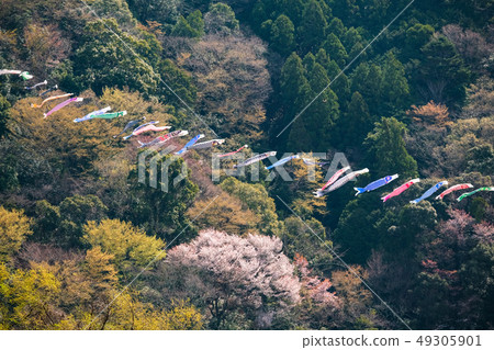Midday's New Year's Festival Koinobori 49305901