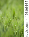 Blue wheat 49306467
