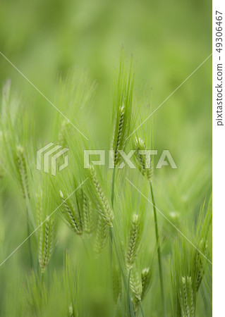 Blue wheat 49306467