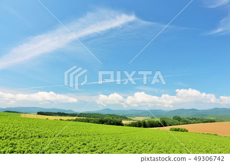 北海道夏天的藍天和美瑛的土地 49306742