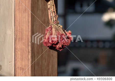 cockscomb cockscomb 49306800