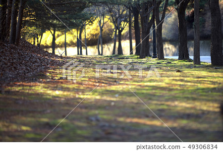 spring spring 49306834