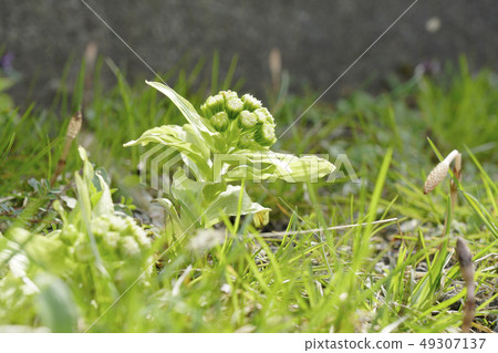 在春天的污垢停車場的角落裡升起的“Fukinoto” 49307137