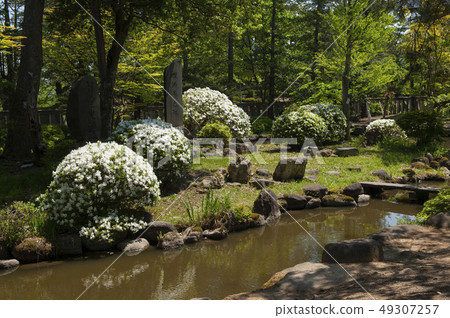 白杜鵑花和日本花園 49307257