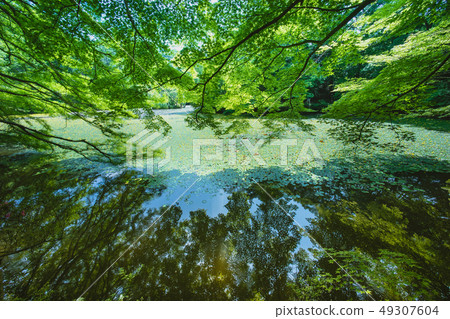 Early summer pond taken with a wide lens Early summer pond taken with a wide lens 49307604