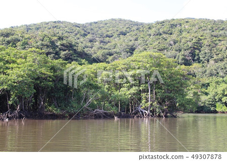 Mangroves of Nakama River, Iriomote Island Okinawa Tourism 49307878