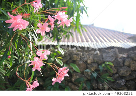 竹富島的鮮花與民宅 沖繩旅遊 49308231