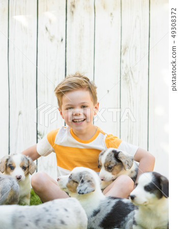 Little boy and corgi puppies Little boy and corgi puppies 49308372
