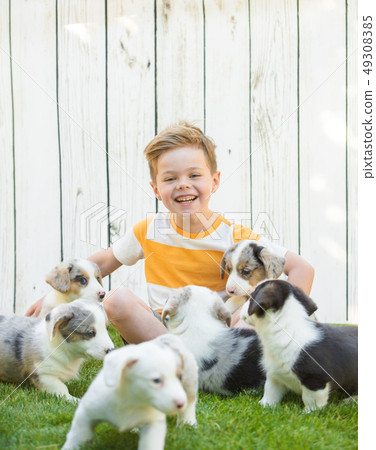 Little boy and corgi puppies 49308385