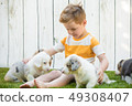 Little boy and corgi puppies 49308407