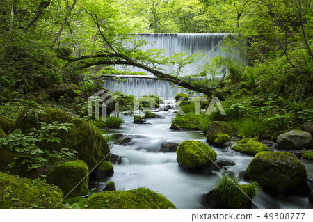 Fresh green of the Kiyazawa mountain stream Fresh green of the Kiyazawa mountain stream 49308777