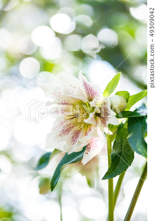 Christmas rose 49309042