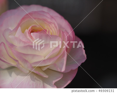 Ranunculus Ranunculus 49309131