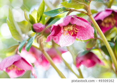 聖誕節玫瑰 49309162