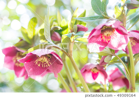 Christmas rose Christmas rose 49309164