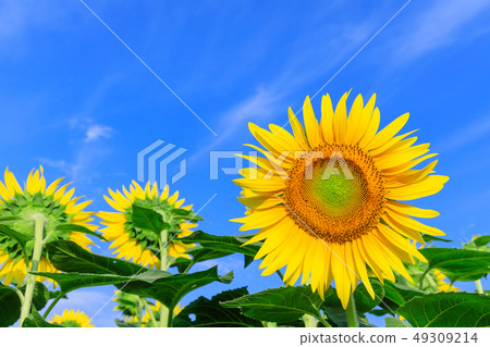 向日葵領域在中間夏天_晴朗 向日葵領域在中間夏天_晴朗 49309214