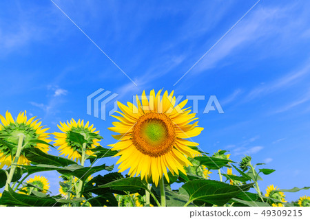 向日葵領域在中間夏天_晴朗 向日葵領域在中間夏天_晴朗 49309215