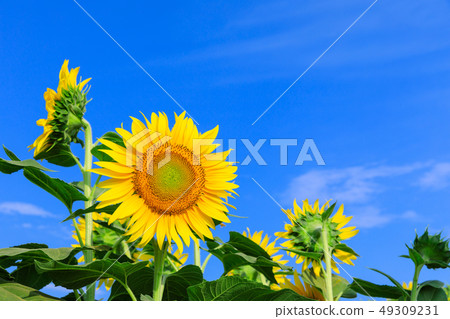 Sunflower field in mid summer _ sunny 49309231
