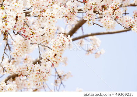 Yoshino cherry tree 49309233