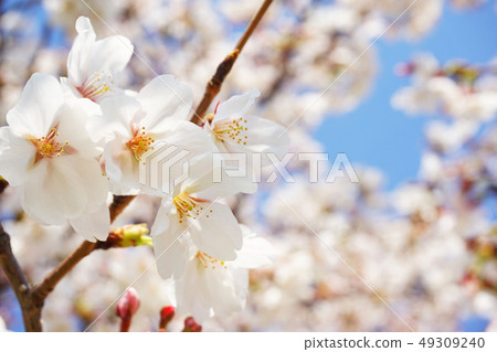 Somei Yoshino 20 49309240