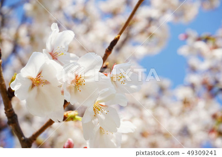 Somei Yoshino 21 49309241