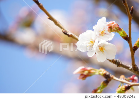 Yoshino cherry tree Yoshino cherry tree 49309242