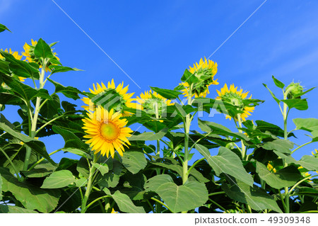 Sunflower field in mid summer _ sunny Sunflower field in mid summer _ sunny 49309348