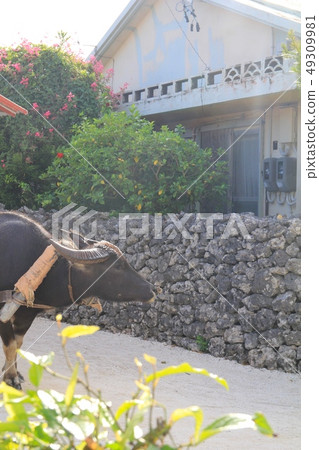 Buffaloes pulling oxcarts on Taketomi Island Okinawa Tourism 49309981