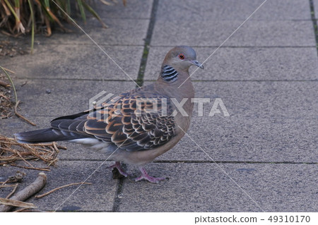 Turtledove Turtledove 49310170