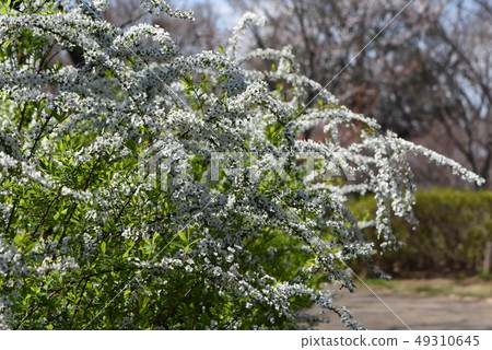 野草 野草 49310645