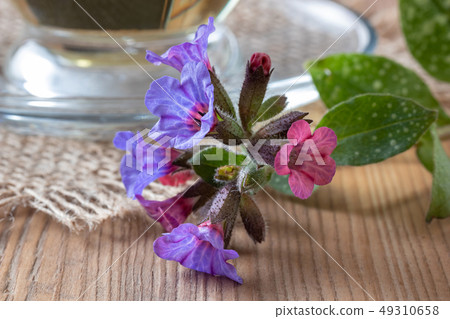 Detail of fresh lungwort flowers on a table Detail of fresh lungwort flowers on a table 49310658