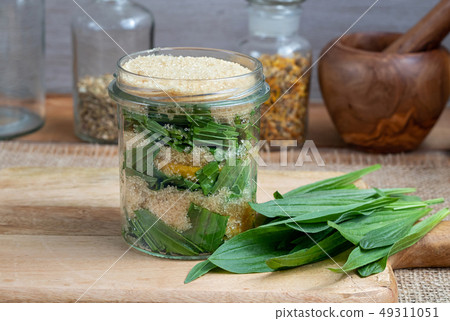 Preparation of ribwort plantain syrup 49311051