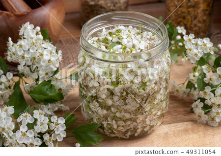 A jar filled with fresh hawthorn blossoms A jar filled with fresh hawthorn blossoms 49311054
