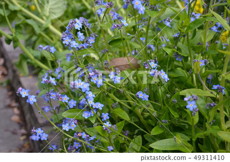 春天的花朵 春天的花朵 49311410