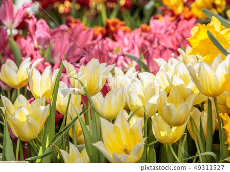 Red Yellow tulips with beautiful bouquet background. Spring nature field. Garden fresh plants 49311527