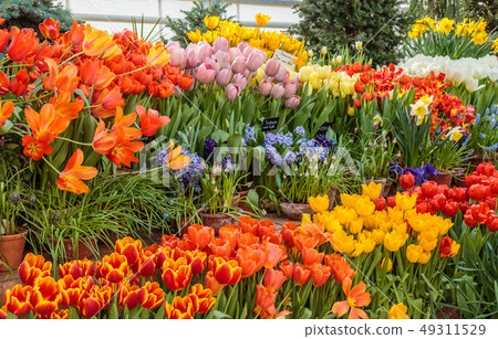 Flowers in green house. Floral bouquet shop. Blooming plants and multi color flowers inside a garden 49311529