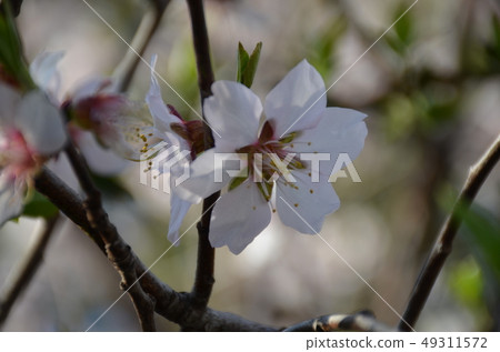 冬天櫻花樹 49311572